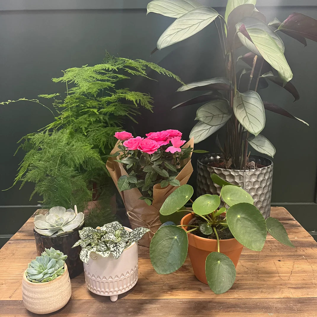 Be Wild Subscription Plant Drop!