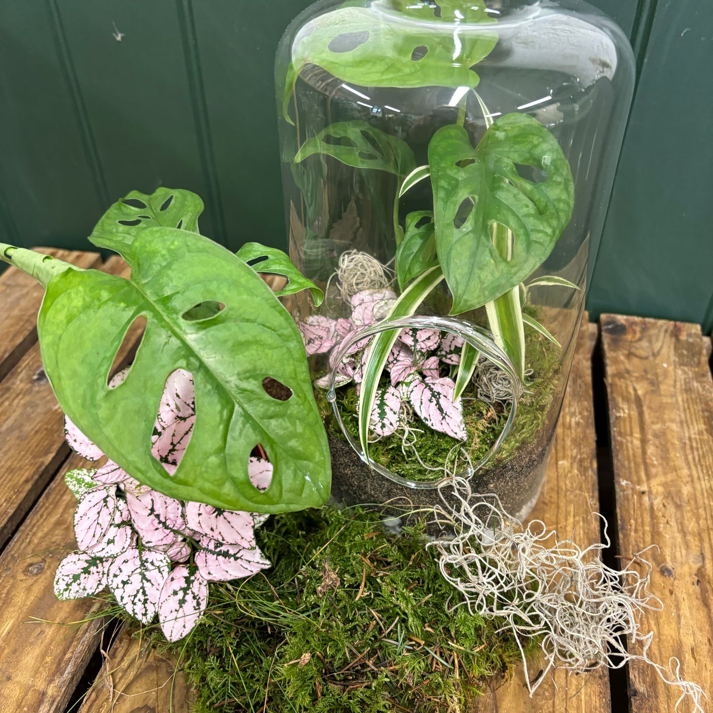Heart of Glass- DIY Terrarium Kit