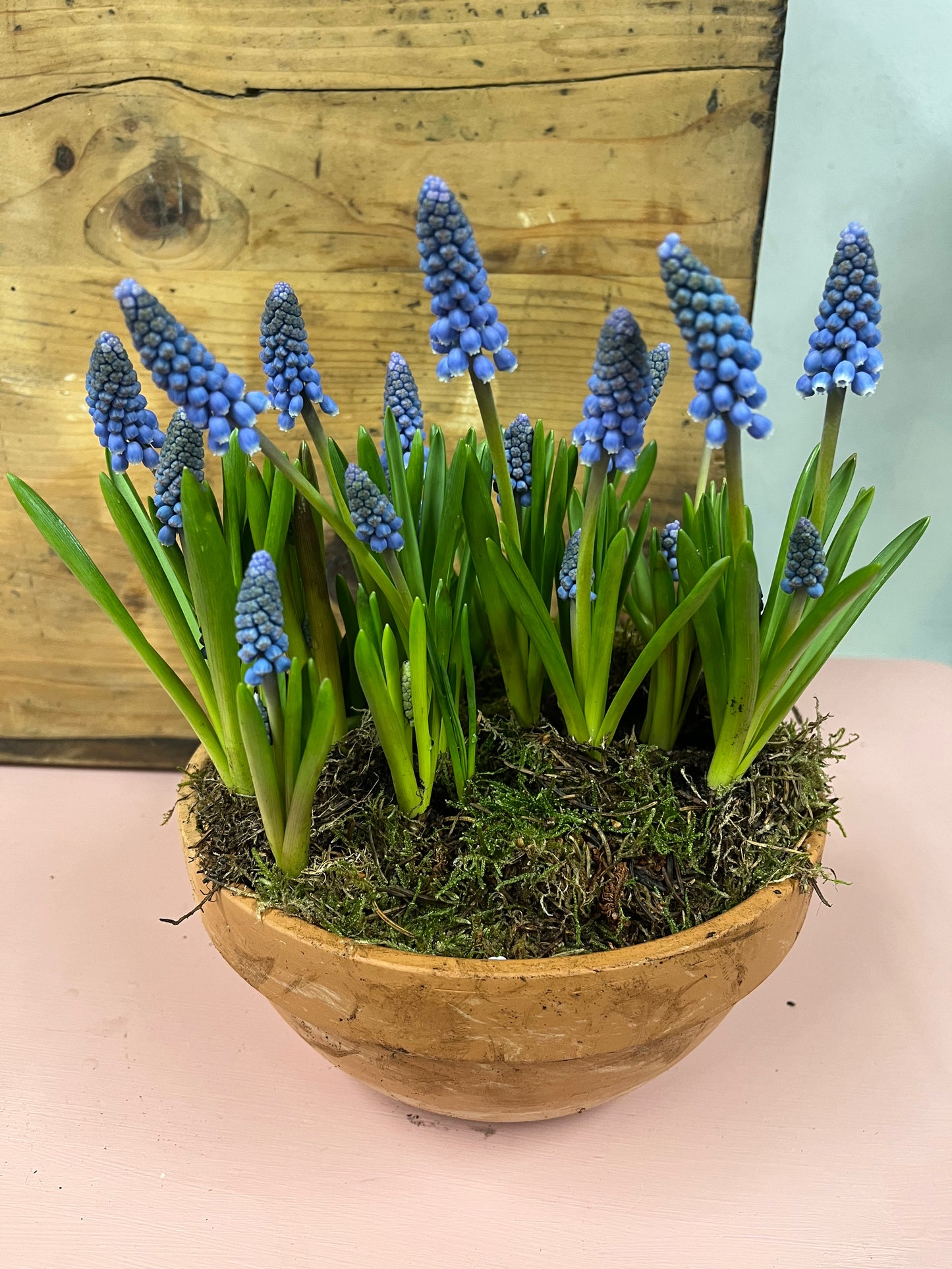 Terracotta Spring bulb bowl