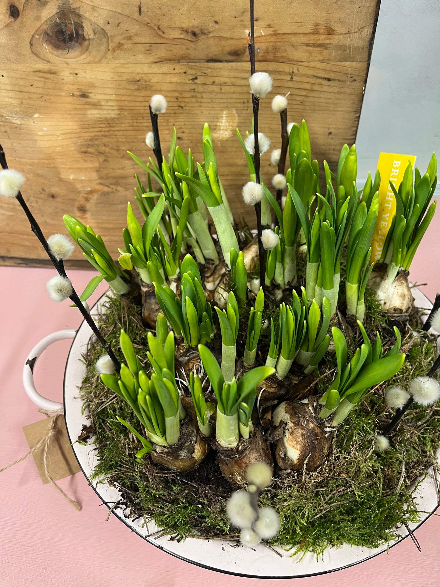 Spring bulb planter