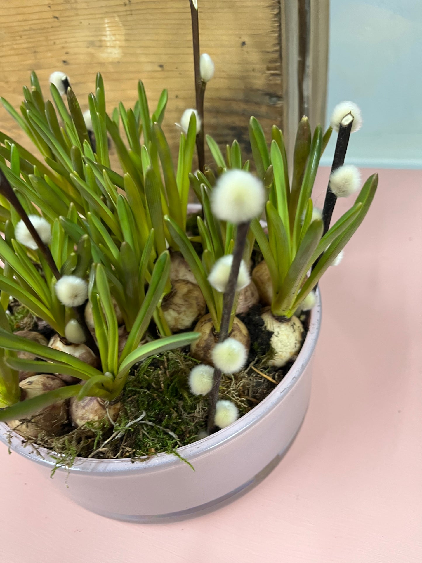 Spring bulb planter