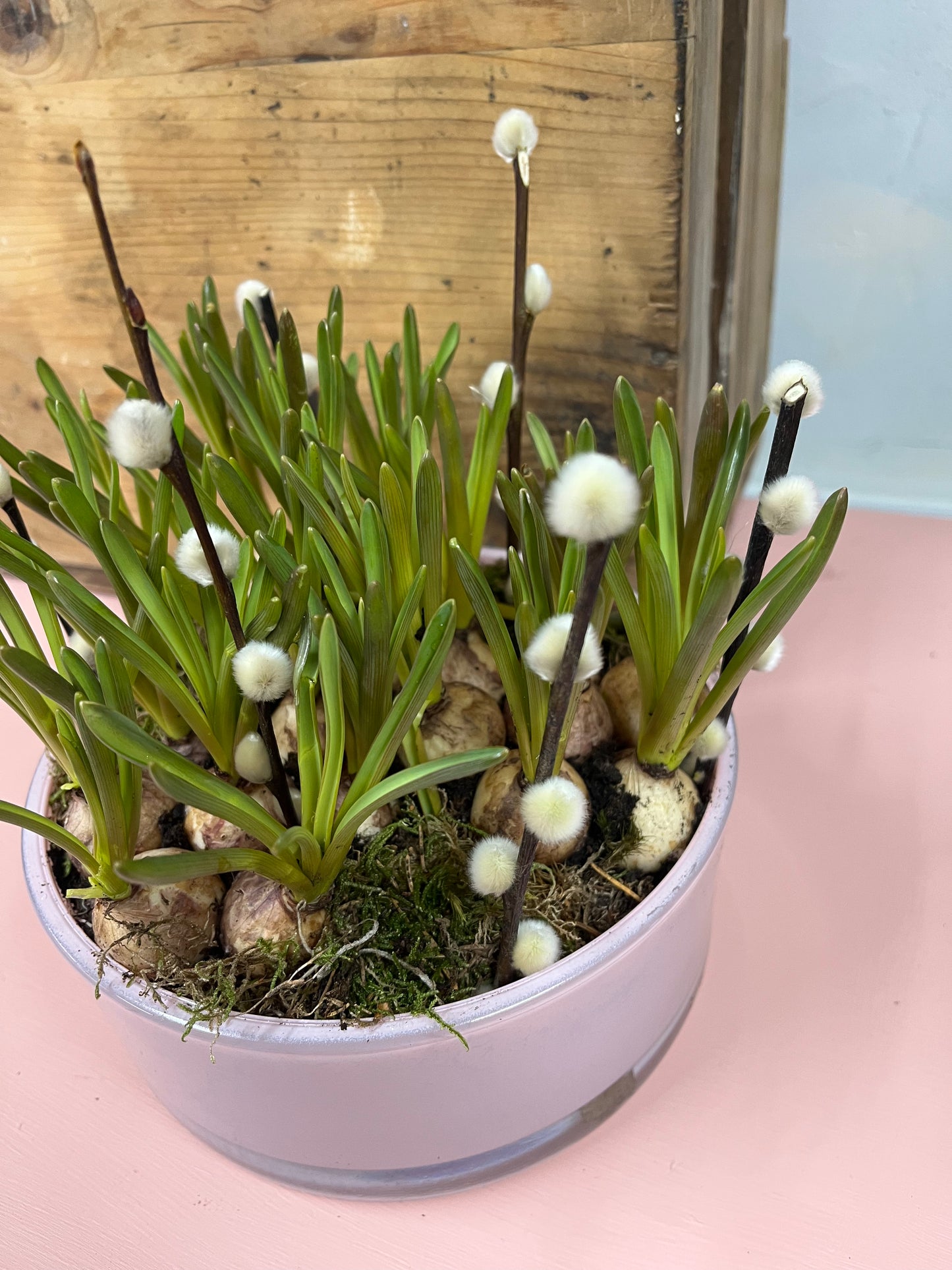 Spring bulb planter