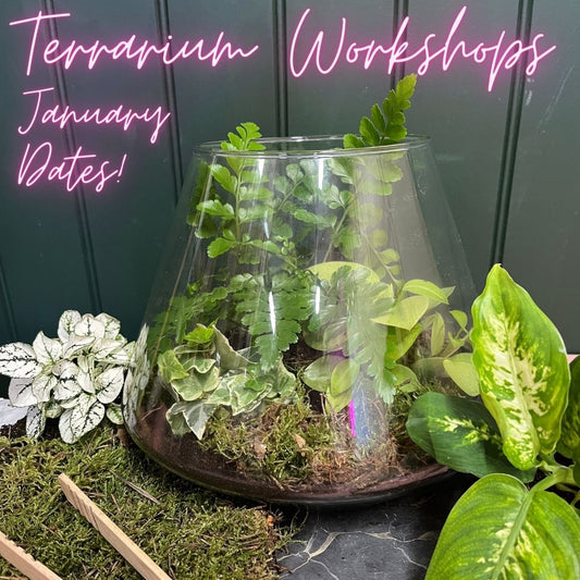 The G&T Workshop. Gin & Terrarium. Friday 26th January 4pm-6pm