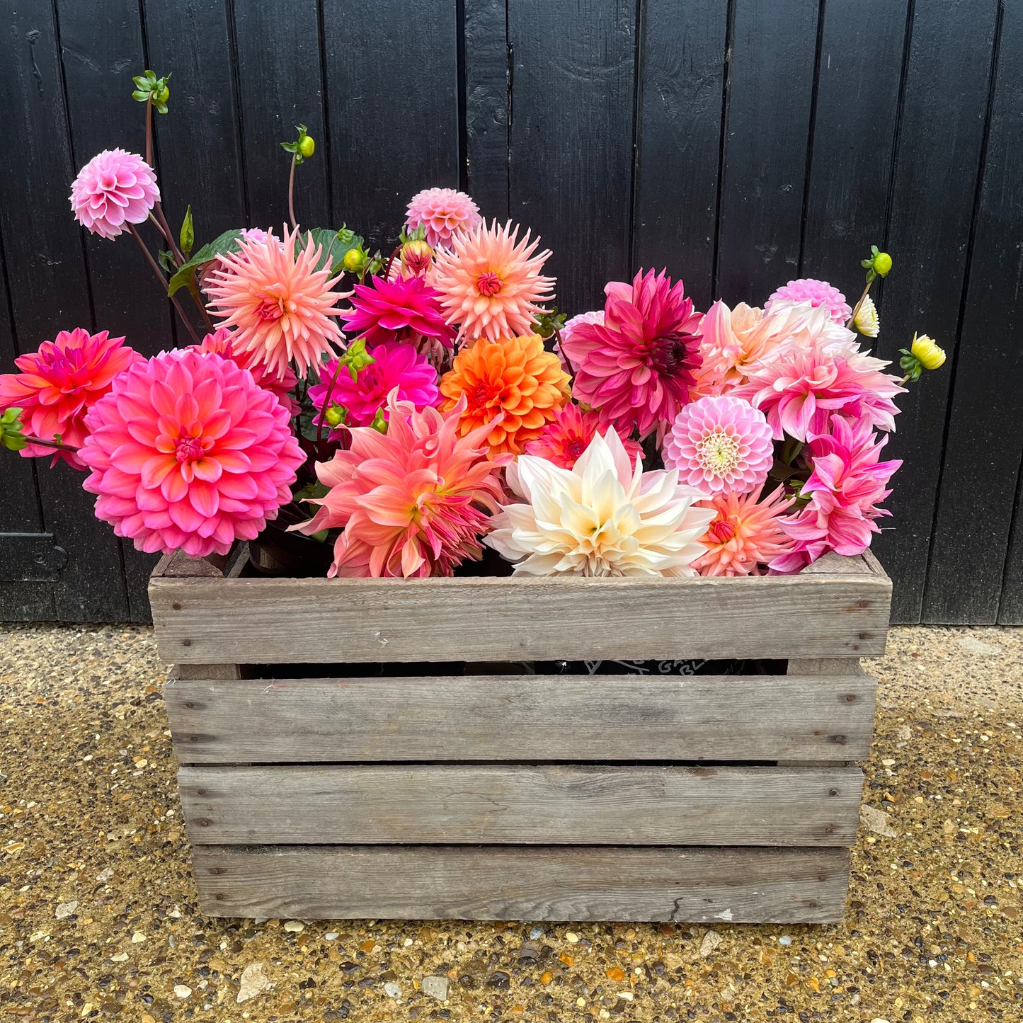 Go Wild British Blooms October 23rd & 24th ONLY